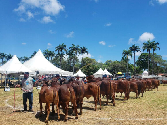Segunda participação da Fazenda Kufikissa II na Expo Zebu no Brasil (de 29 de Abril a 6 de Maio de 2023)