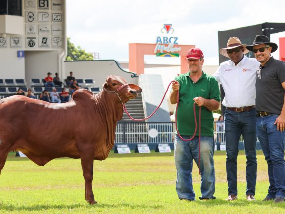 Rebanho Sindi Ludy representa Angola na 90.ª ExpoZebu e destaca-se em competição internacional.