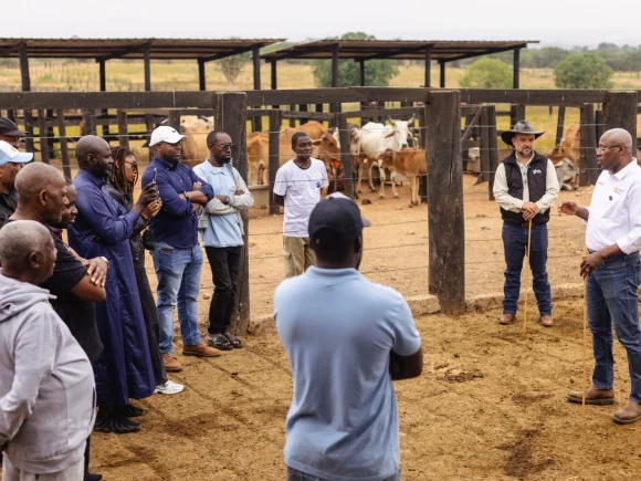 Vitrine Kufikissa destaca primeiros animais Sindi P.O. em Angola